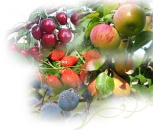 fruit