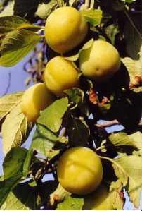 fruit2