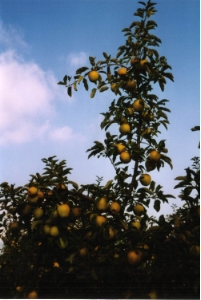 fruits3
