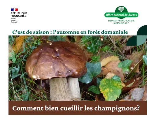 des champignons