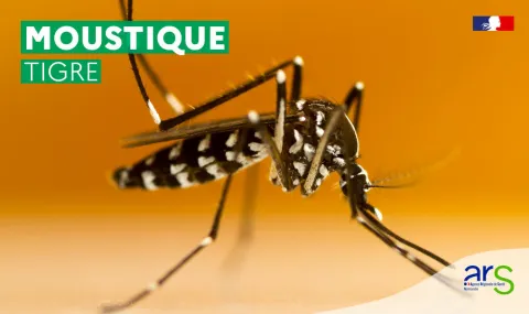 Moustique Tigre