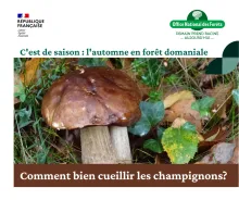 des champignons